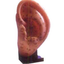 ACUPUNCTURE MODEL EAR